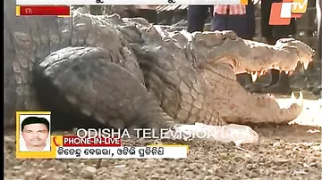 Детей спасли через дыру в крыше от забравшегося в дом четырехметрового крокодила