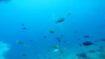 Огромную стаю акул-молотов сняли на видео