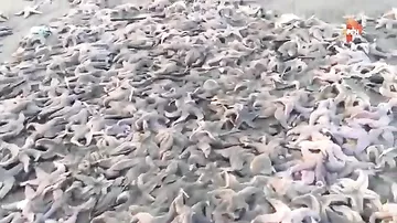 Saxalin sahillərində minlərlə dəniz ulduzu tələf olub