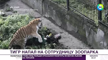 Тигр набросился на сотрудницу зоопарка в Калининграде