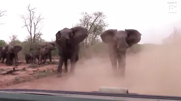 Слоны припугнули туристов на сафари в ЮАР