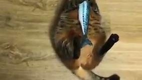 Толстый кот, набросившийся на резиновую рыбку, «взорвал» Сеть