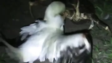 Охота рака на птицу попала на камеры