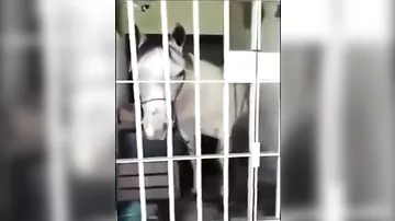 В Бразилии лошадь посадили в тюрьму за порчу автомобиля