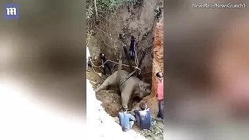 Кадры с провалившимся в ров слоном, которого спасали больше суток, взорвали Сеть