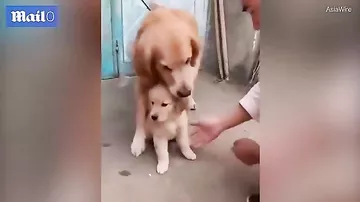 Трогательное видео: пес-папа защищает щенка от "подозрительной" руки