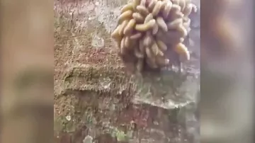 Загадочное существо с жуткими щупальцами было обнаружено на дереве
