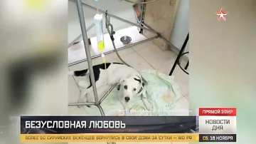 Реальная история Хатико: брошенный в аэропорту пес умер от тоски по хозяину