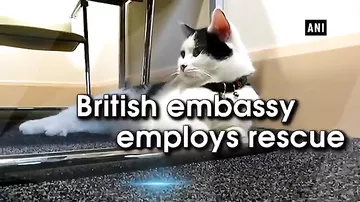 В британском посольстве на службу принял кота