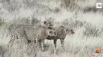 Четыре гепарда атаковали самку, зашедшую на их территорию