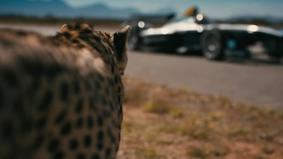 Экс-пилот "Формулы-1" сразился с гепардом