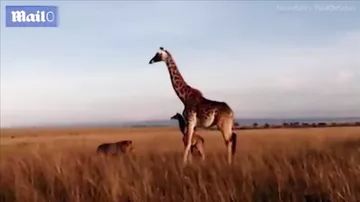 Жестокую схватку детеныша жирафа со львом сняли на камеры