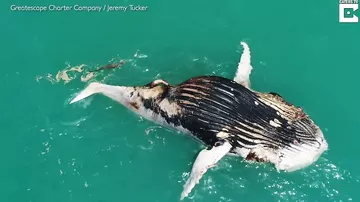Акулы и крокодилы устроили пир возле туши мёртвого кита в Австралии