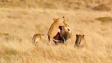 Şirlər çox çalışdılar, alınmadı