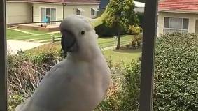 Голодный попугай отомстил за то, что его не покормили