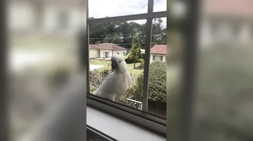 Голодный попугай отомстил за то, что его не покормили