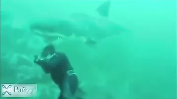 Белая акула чуть не откусила голову водолаза у побережья Южной Африки