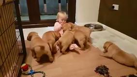 Вирусное видео с щенками, облепившими маленькую девочку, взорвало Сеть