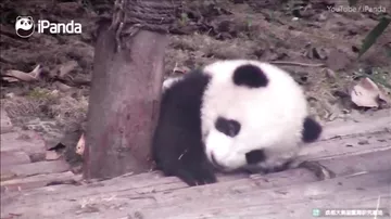 Утомлённый детёныш панды не смог побороть сон
