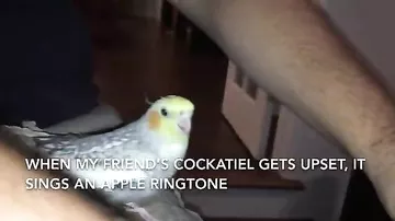 Тоскующий попугай научился изображать звук iPhone