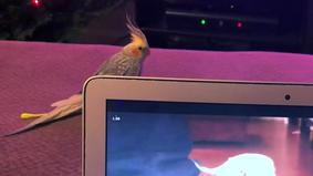 Тот самый попугай, напевающий рингтон iPhone, увидел себя на видео и психанул