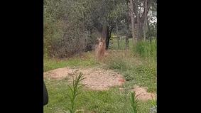 Мужчина остановил драку двух кенгуру, пообещав "пожаловаться их родителям"
