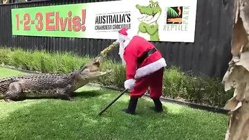 Санта-Клаус чуть не стал обедом крокодилов в австралийском зоопарке