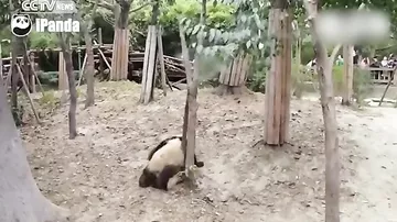 Панда свалилась с дерева, прервав обнимашки сородичей