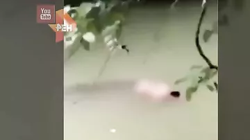 В Сети появилось видео, как крокодил тащит по реке тело рыбака