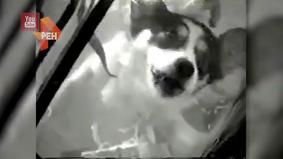 Российские ученые показали эксперимент с жидкостным дыханием на собаке, проведенный в 1988 году
