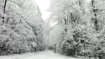 Зима превратила лесную дорогу в декорацию из волшебной сказки