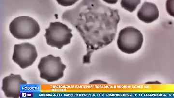 Япония оказалась на грани смертельной эпидемии