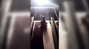 Целеустремленного черепашонка на беговой дорожке сняли на видео