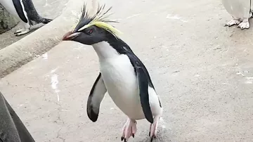 Жизнерадостный пингвин радуется наступлению праздников