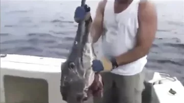 Акула напала на пойманную рыбу