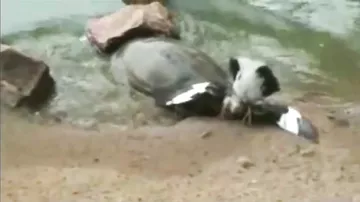 Черепаха поймала голубя и сожрала его