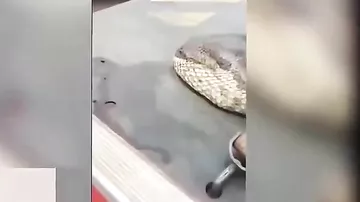 Змея, которая возможно съела двух пропавших жителей деревни