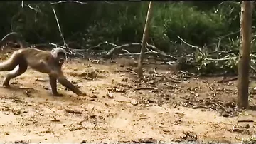 Бабуины оказались в опасности