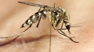 Как комар пьет кровь, макросъемка укус комара