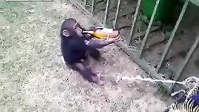Обезьяна алкоголик, маленькая шимпанзе очень любит пиво