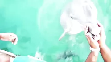 Дельфин помог достать айфон
