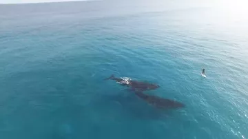 Серфингист плавает с китами