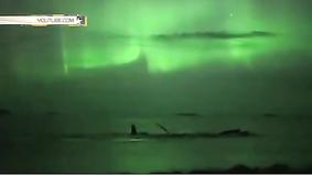 Уникальные кадры горбатые киты на фоне северного сияния