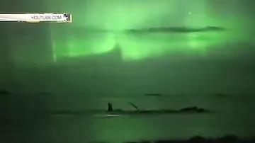 Уникальные кадры горбатые киты на фоне северного сияния