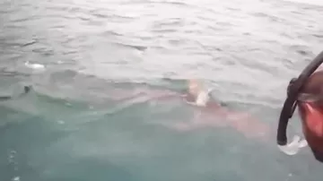 Косатки напали на тигровую акулу, битва морских хищников