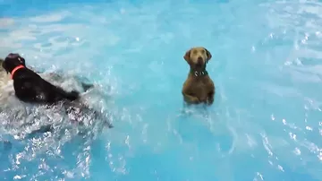 Собака стоит в бассейне на задних лапах