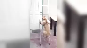 Собака забирается по лестнице, способный пёс