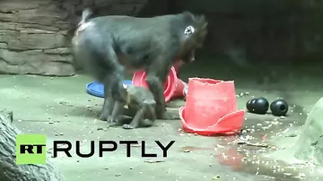 Московский зоопарк показал детеныша мандрила