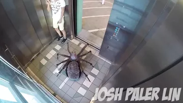 Сумасшедший розыгрыш с гигантским пауком