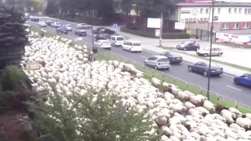 Огромное стадо овец идет по улицам города